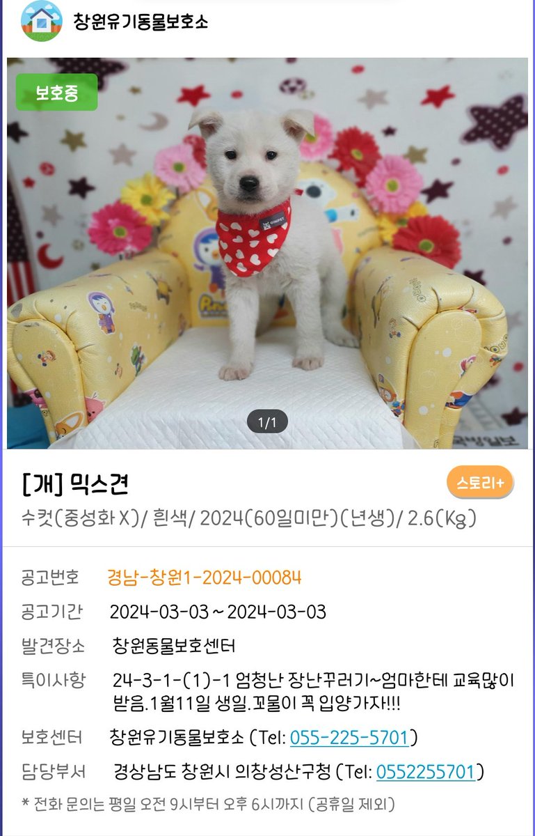 blackdog_Naru's tweet photo. 장난꾸러기 아기들이 보호소에서 가족 찾아요
엄마한테 교육도 많이 받은 모범아기들!!
1월생으로 이제 2개월인데도 의젓하게 사진도 잘찍는ㅜㅜ 장래가 아주 기대되는 아기들이에요 https://t.co/oTB1Ra3qrS