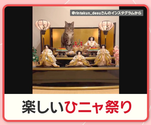 3/15放送「ひな人形にネコ」 飾ってある、ひな人形が気になる猫ちゃん