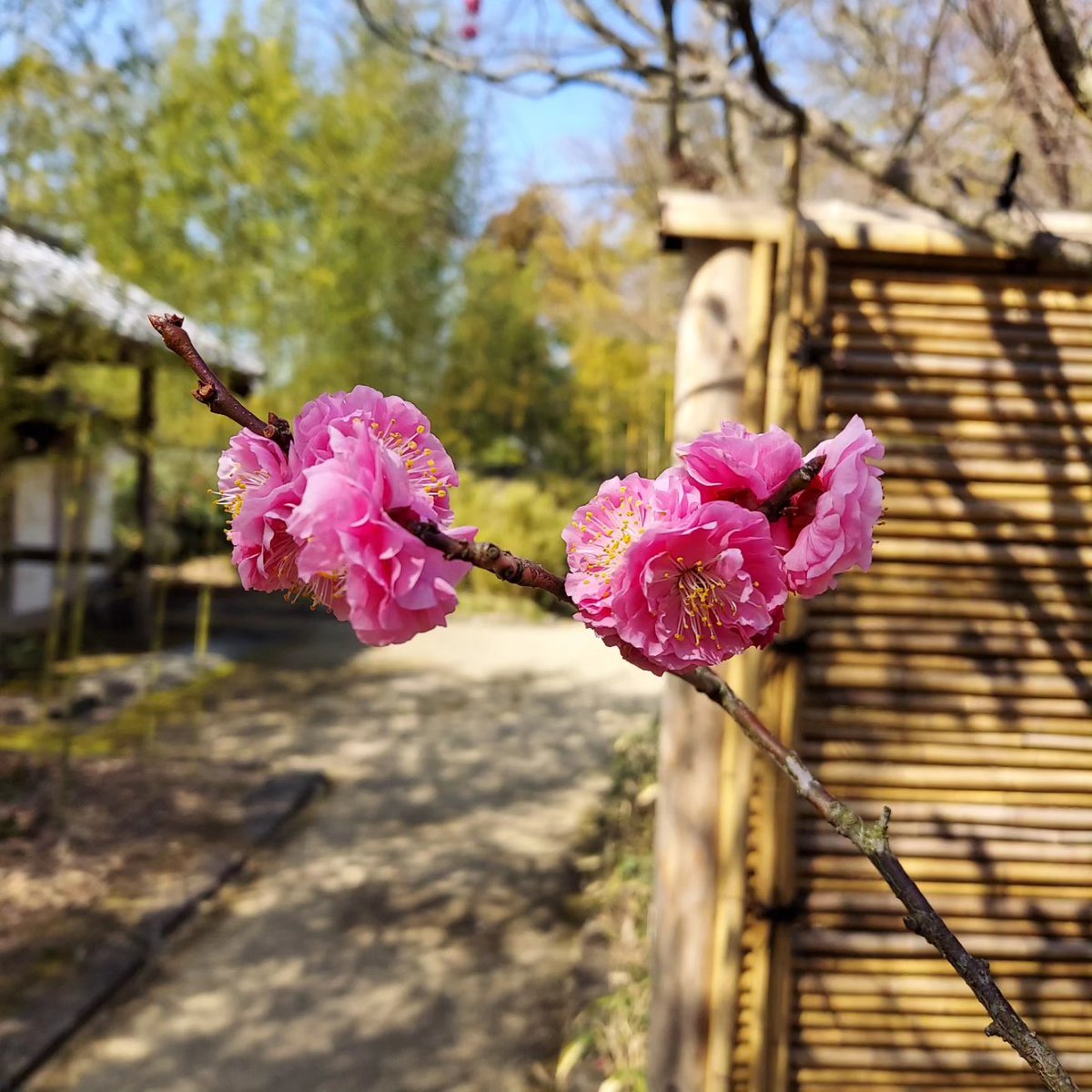 竹の庭にある紅梅です。 青空とのコントラストが綺麗でした。 他の梅よりも開花が遅く、まるっとした愛らしい梅の花を現在も楽しみいただけます。 #好古園 #姫路 #梅の花