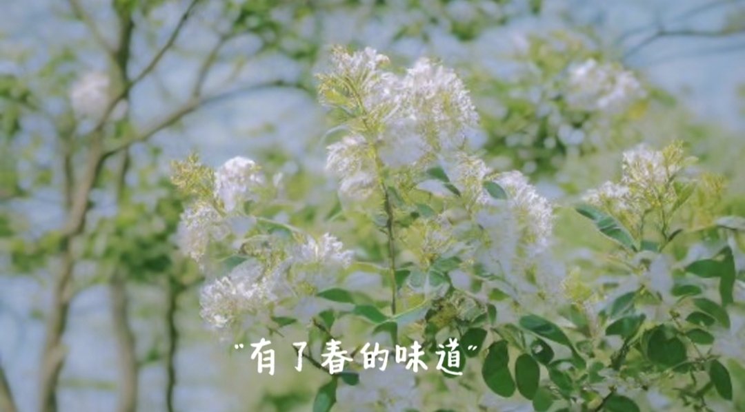 xiazhifeng3's tweet photo. 风里已经有了春天的味道。
There is already a smell of spring in the wind.
#SpringinJiangxi https://t.co/O8KP1LhhxL