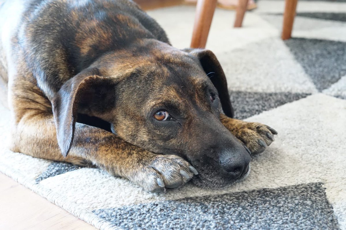 Elba Sánchez Márquez tweet media