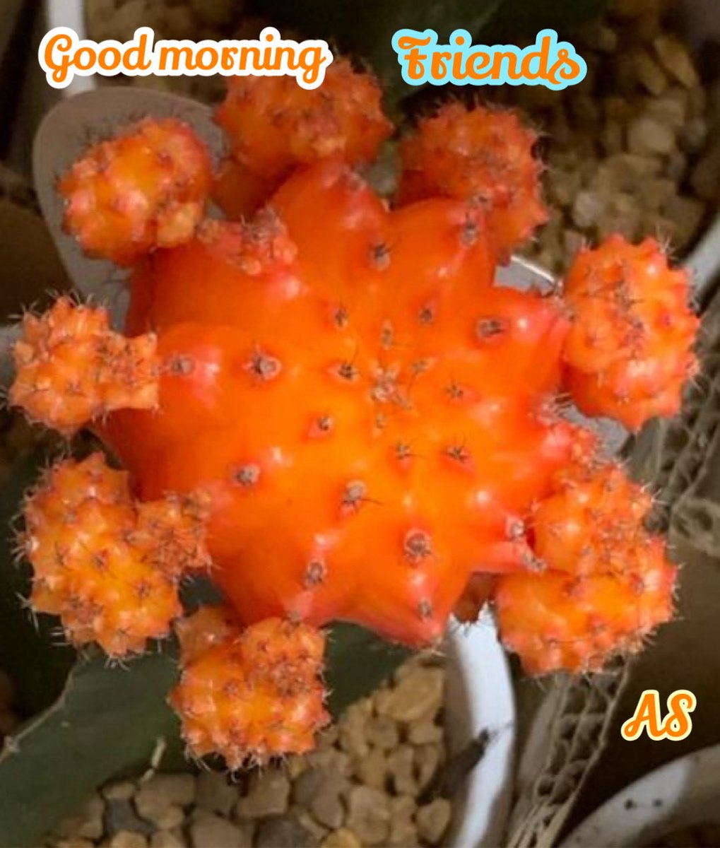 ArunaSundara's tweet photo. Good morning #MoonCactus #Canberra https://t.co/Nb8KnnWNIa