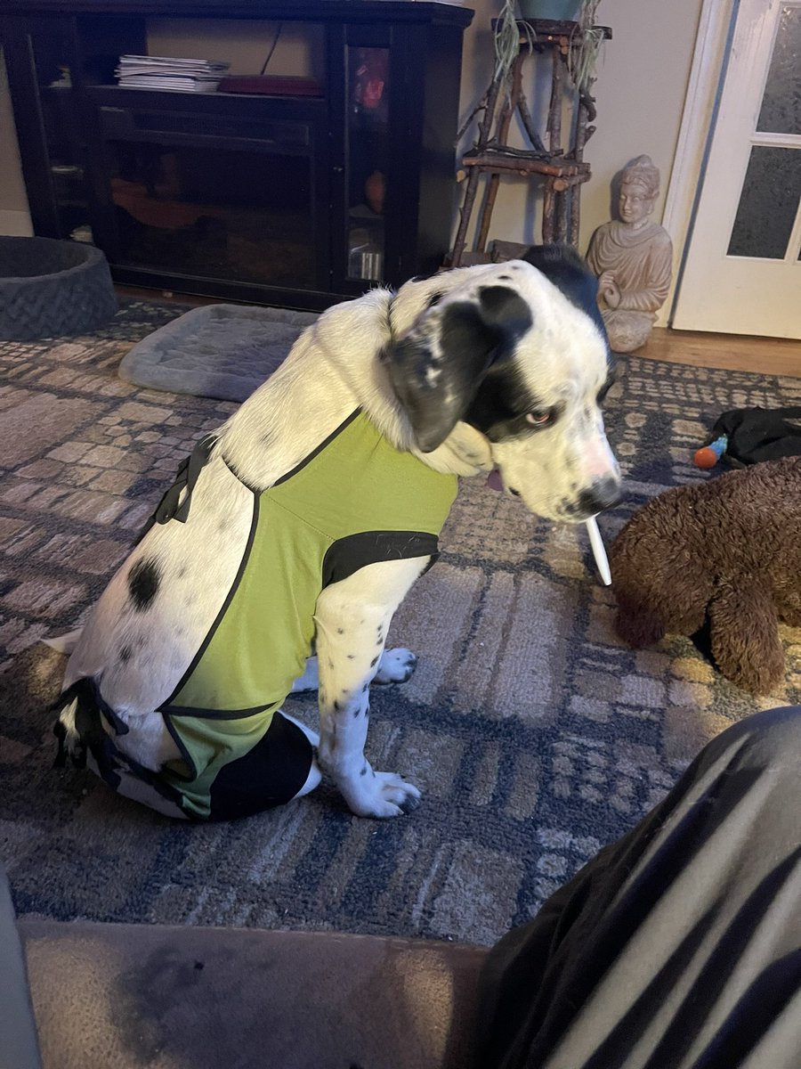 My Daisy dog had surgery? She was spayed yesterday so here she is in her stylish post surgery gown, holding a fork in her mouth, emulating her people. lol