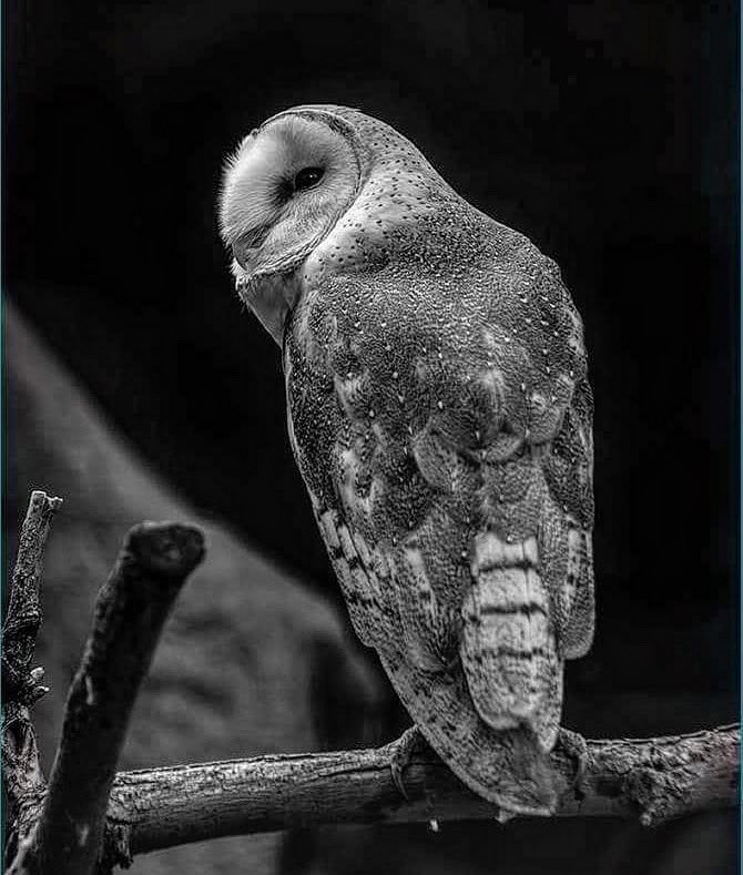 Finding Donna 🖤🤍📷 tweet media