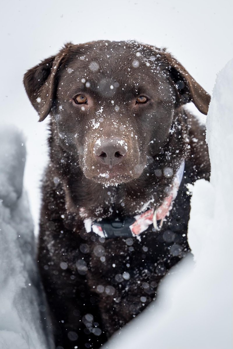 Gonna be 20+ inches before it’s all said and done. “Dakota” is enjoying every single inch!

#COwx <a href="/theWXwoman/">Danielle Grant</a> #snow #Colorado #labrador #chocolatelab