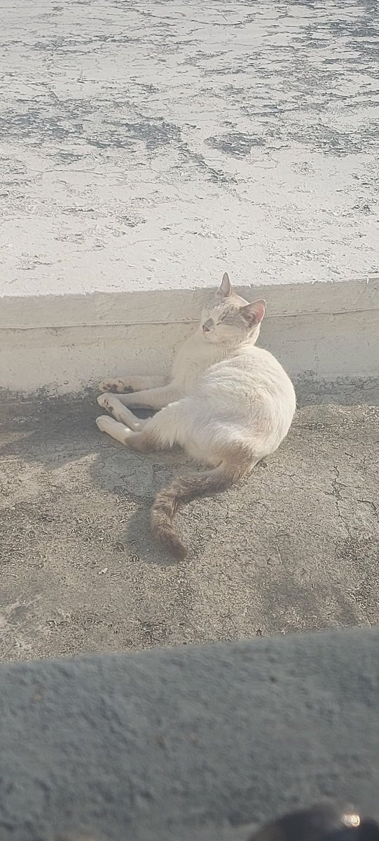 IsReiven's tweet photo. Cat on roof https://t.co/AKjgCGjN4y