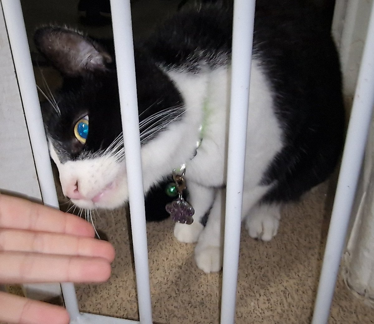ChopJ3's tweet photo. @moremarriott Cat in jail https://t.co/olFn0KEBL7