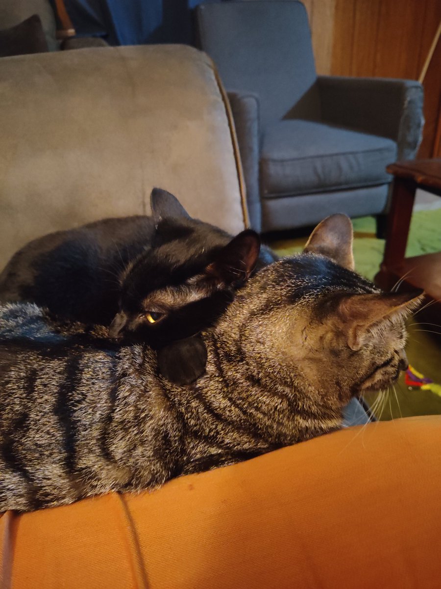 kkpeters's tweet photo. @taylornation13 Meet Archer and Midnight... The source of all my cat hair https://t.co/g5w3jr5f77