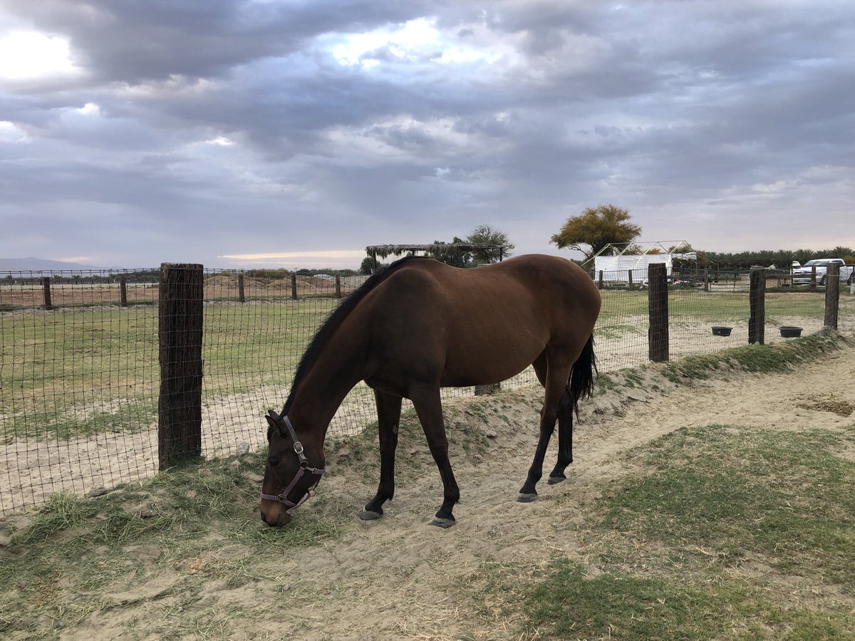 GloriousAllianc's tweet image. Pie celebrating #NationalPiDay with confections, wind, and a roiling sky of emerging mare dreams!