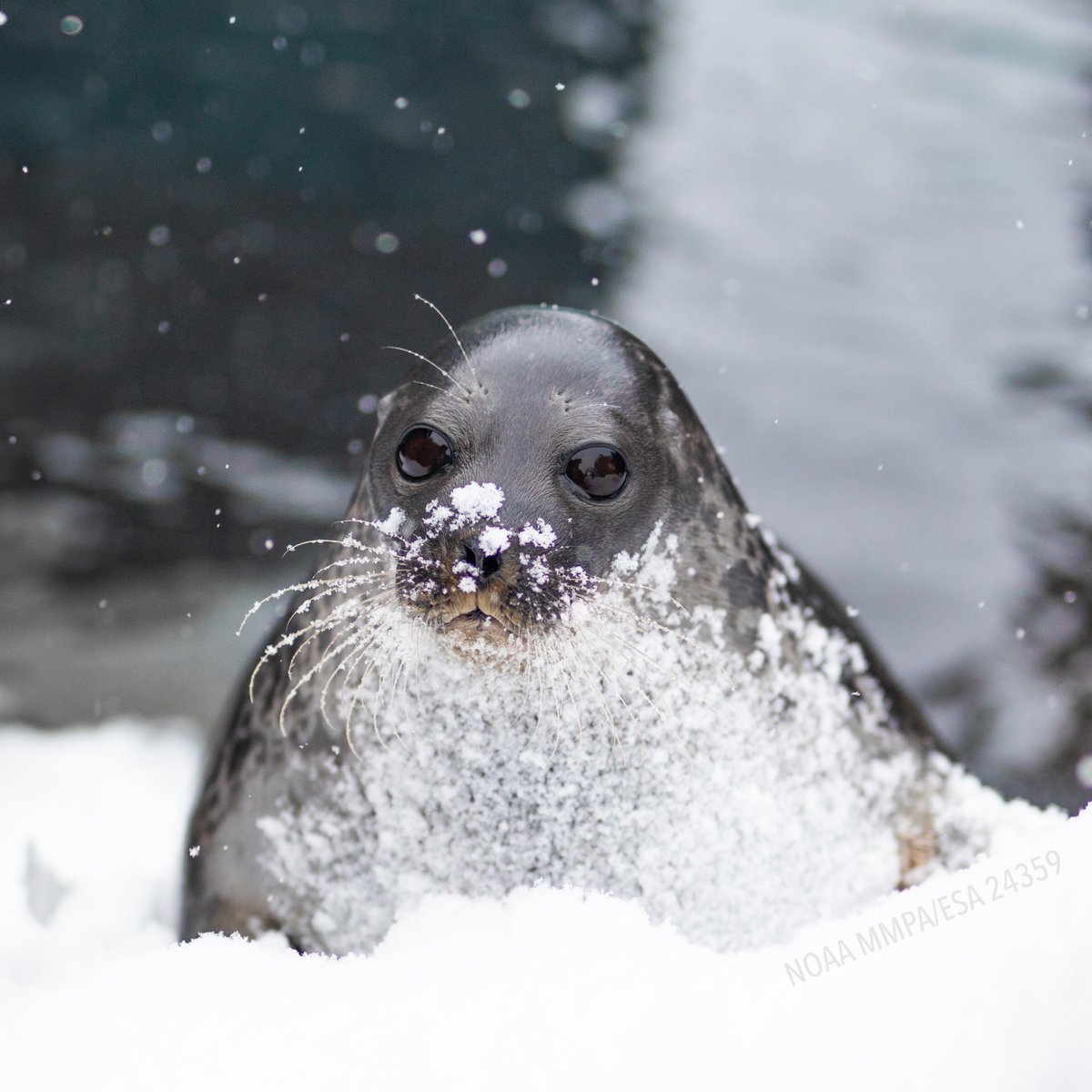 Alaskans remembering the "first day of spring" is only five days away 😂