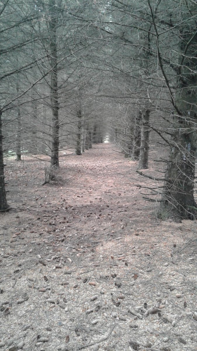 #InTheForestIHear The whispers of tree's