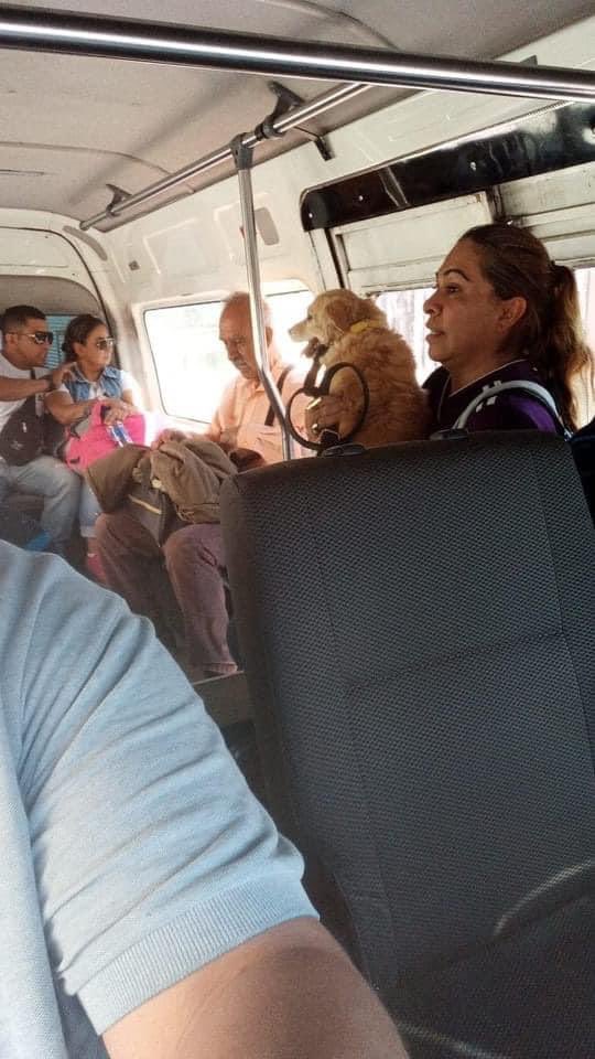 DiloConPerritos's tweet photo. En #Morelia 🇲🇽 un chofer de la de la ruta Gris 3 se hace viral por permitir a los usuarios subir con sus perritos a su unidad, además, mandó ponerle un letrero que anima a las personas a adoptar perritos. 🐶

Si alguien lo conoce o le ha tocado verlo, díganle que lo queremos mucho ❤️

#AdoptaNoCompres