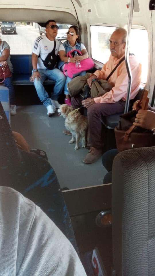 DiloConPerritos's tweet photo. En #Morelia 🇲🇽 un chofer de la de la ruta Gris 3 se hace viral por permitir a los usuarios subir con sus perritos a su unidad, además, mandó ponerle un letrero que anima a las personas a adoptar perritos. 🐶

Si alguien lo conoce o le ha tocado verlo, díganle que lo queremos mucho ❤️

#AdoptaNoCompres