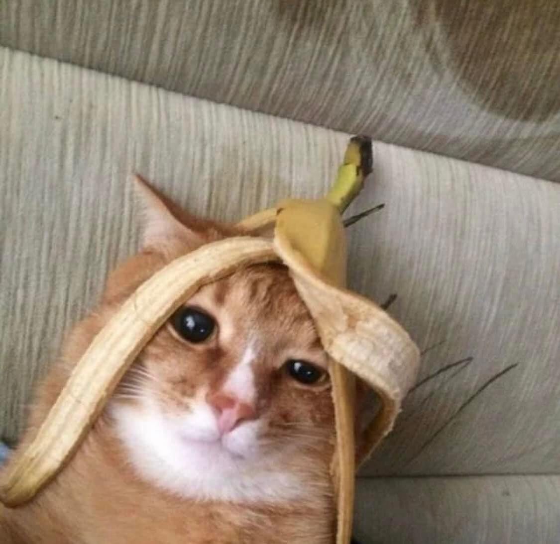 Punch Cat (@punchingcat) on Twitter photo 