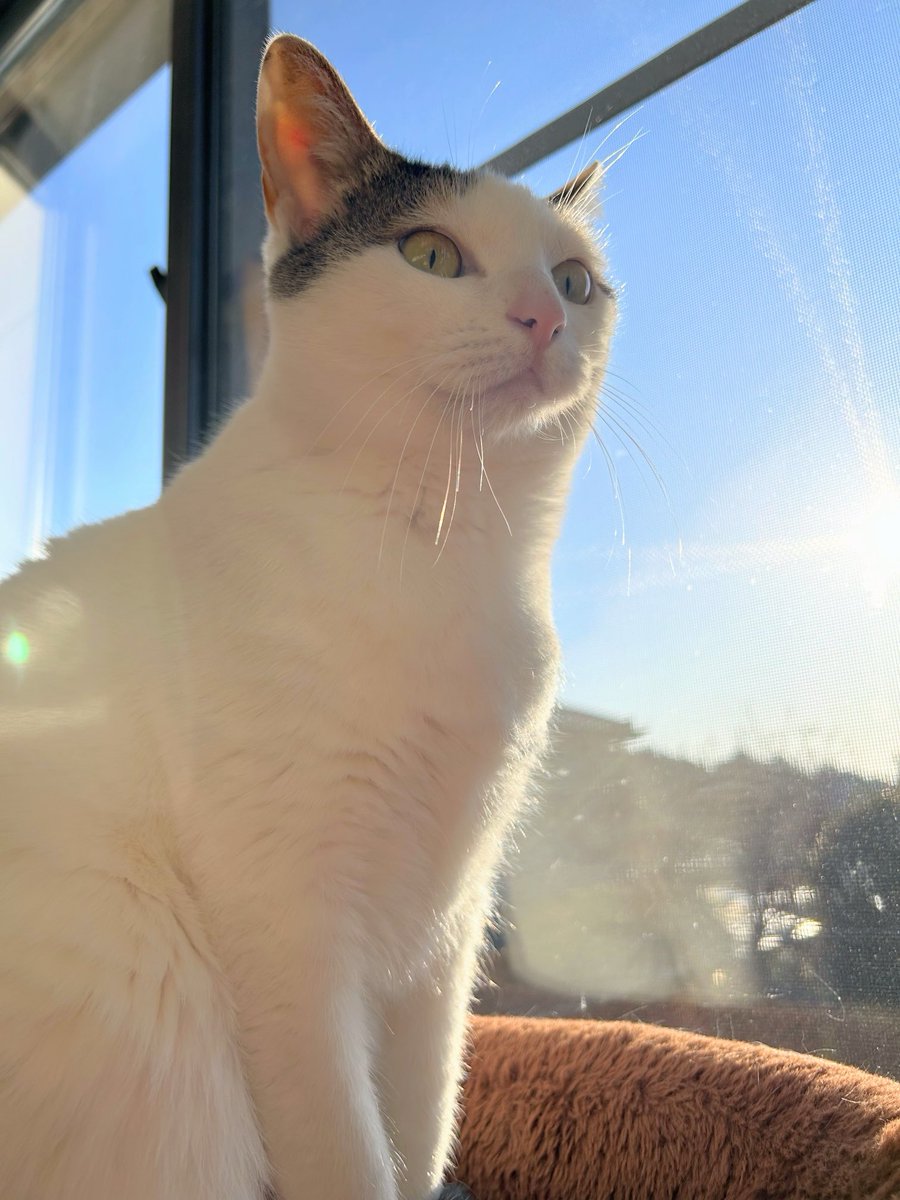 今日もいいお天気だねー☀️つくしちゃん

#猫写真 #保護猫 #猫のいる幸せ #猫好きさんと繋がりたい