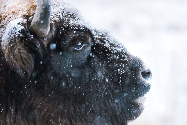Erin3326's tweet photo. “With a narrow genetic bottleneck, bison are less equipped to sustain through high mortality rate scenarios like harsh winters or disease outbreaks.” #39canimals https://t.co/D0NEuWhVny