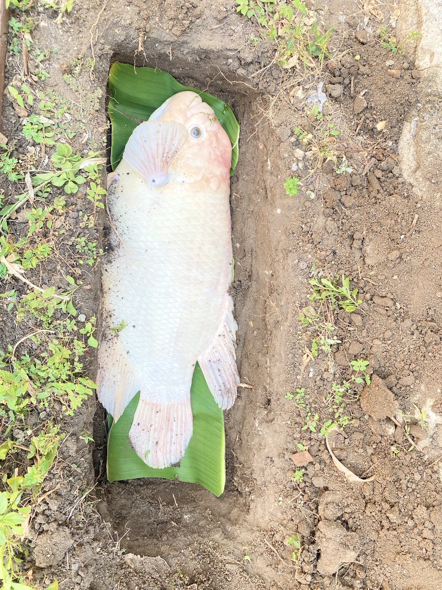 my fish died today after 20+ years(my uncle bought her when he was a teen idk how old she is) im at class rn but I didn't expect my mom to bury her, like, she can be cooked, but yeah rip my fish