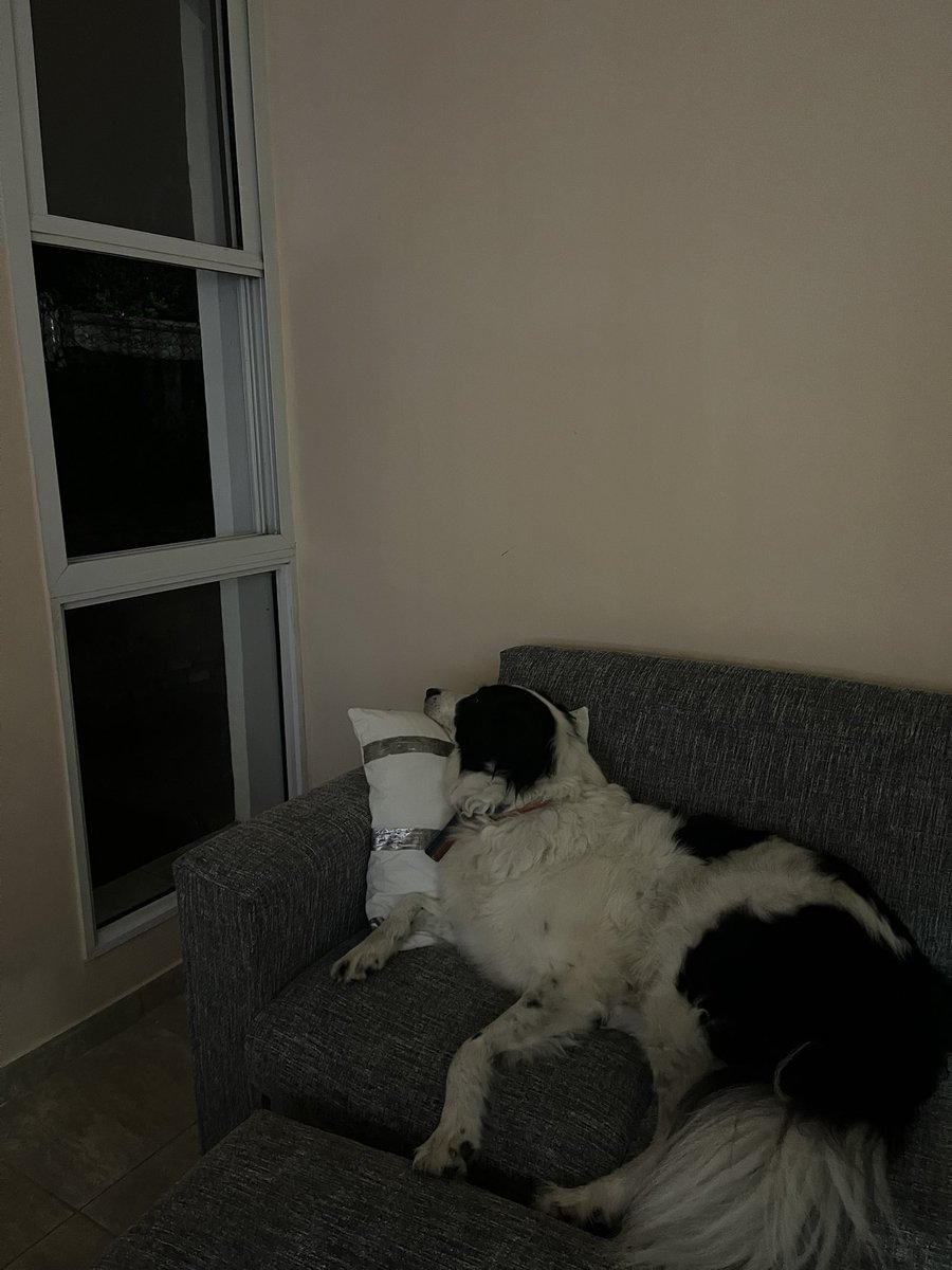 barbykanfer's tweet photo. @twaniimals https://t.co/5IaFdfL7Ux