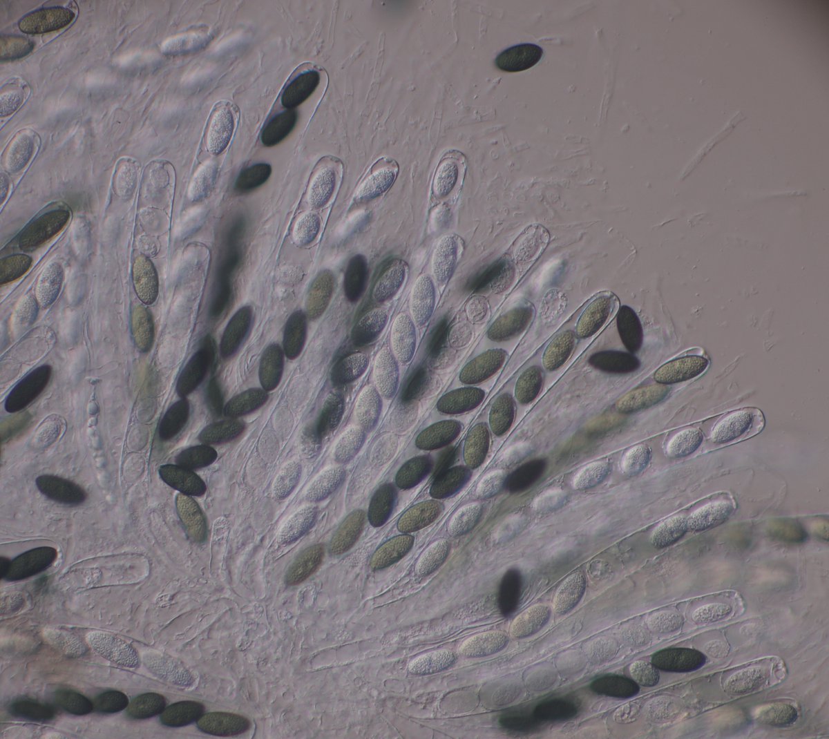 Pretty ascospores. No idea what it is yet. I think it may be new. #aquaticfungi