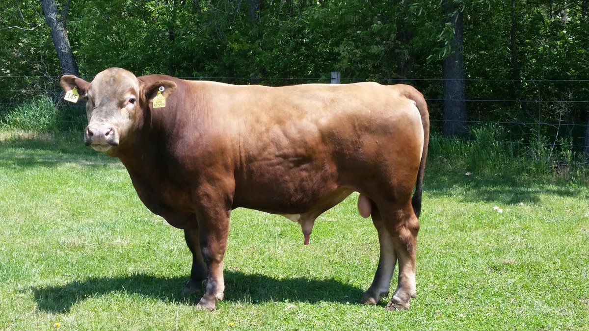 Erin3326's tweet photo. “In the late 1800s, ranchers bred bison with domestic cattle breeds to combine desirable traits into a more profitable animal, but failed as it resulted in a lackluster animal (National Bison Association).” #39canimals https://t.co/ia5dEonnBX