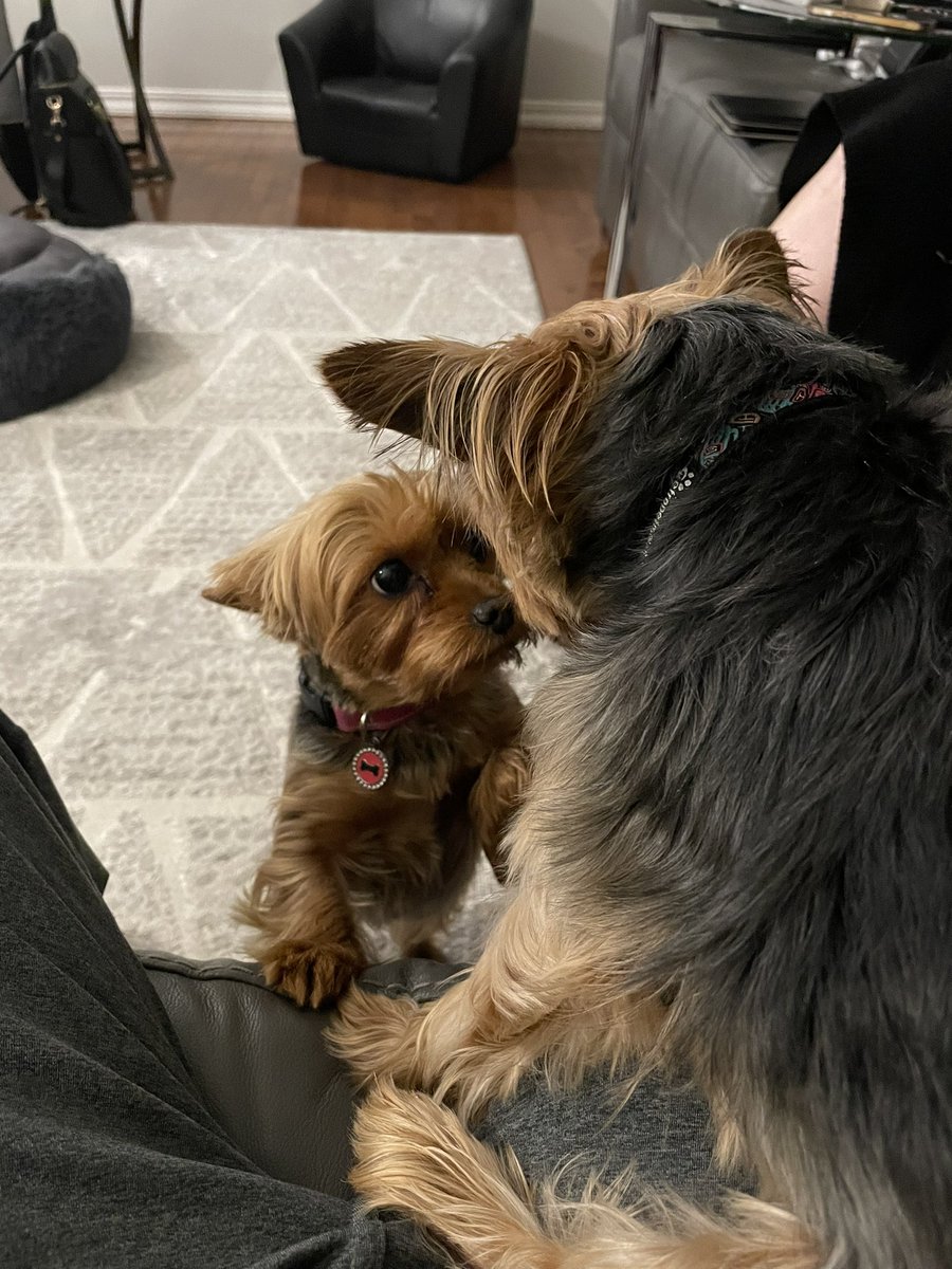 Not happy! My sister, Millie, is visiting and has taken over my spot on my Dad’s knee! Not impressed!