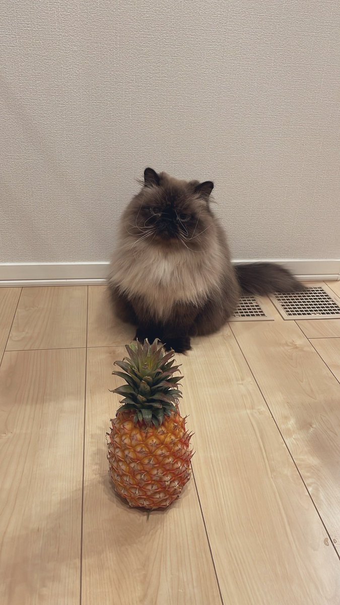 yousuke_8710's tweet photo. ビアンカ🐈とパイナップル🍍
↓ ↓ ↓
特に意味はありませんが、相変わらず顔が真っ黒です😹
#ねこ好き　#ヒマラヤン https://t.co/DM7FaH4yeg