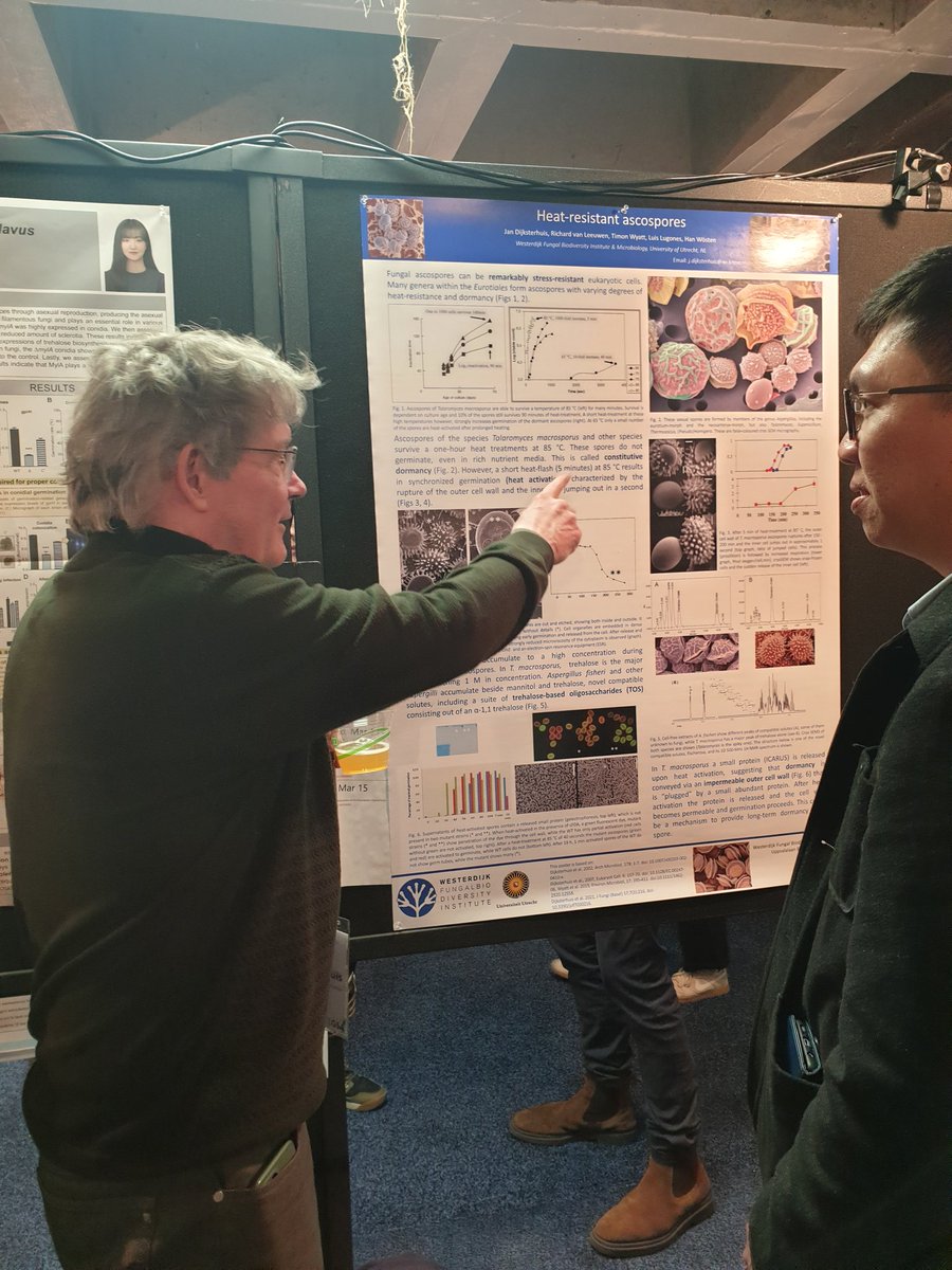 Our @_Westerdijk_ scientist, Jan Dijksterhuis, is discussing with Chris Koon Ho Wong from University of Macau, about his research on heat-resistant ascospores #Fungal24