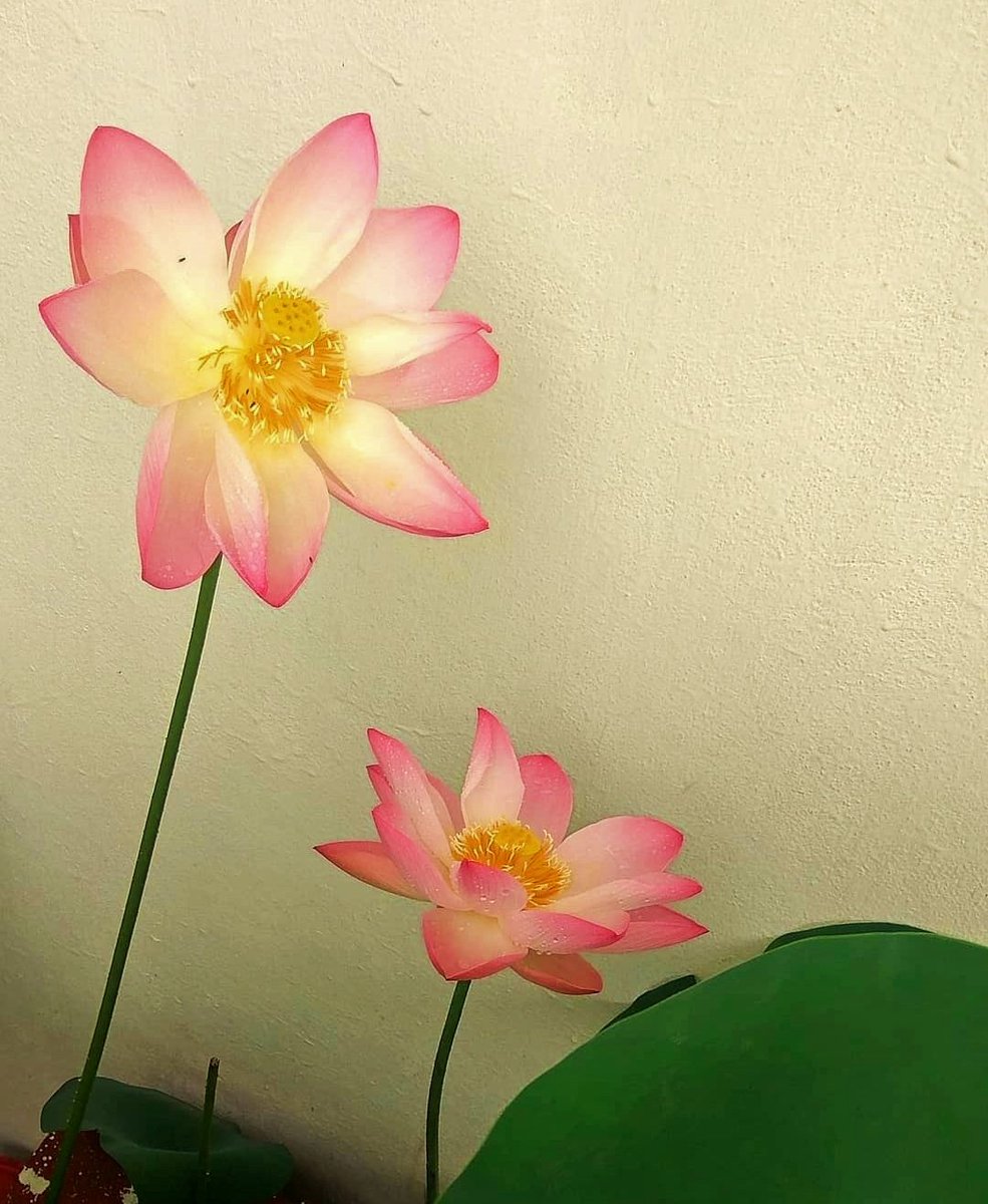 Throw a flower picture of your gallery #FlowerTwitter
#TerraceGarden 

No mud
No Lotus 🪷