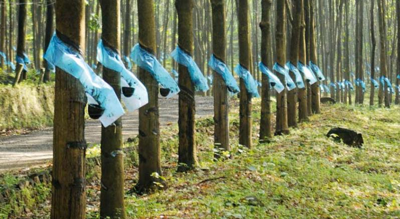 kairalinews's tweet image. ആഗോള വിപണിയിലെ ഉയർന്ന റബർ വില; റബ്ബർ ബോർഡ് വിളിച്ച റബ്ബർ കയറ്റുമതിക്കാരുടെ യോഗം ഇന്ന്
kairalinewsonline.com/rubber-exporte…
#rubberboard #RubberPrice #kairalinews