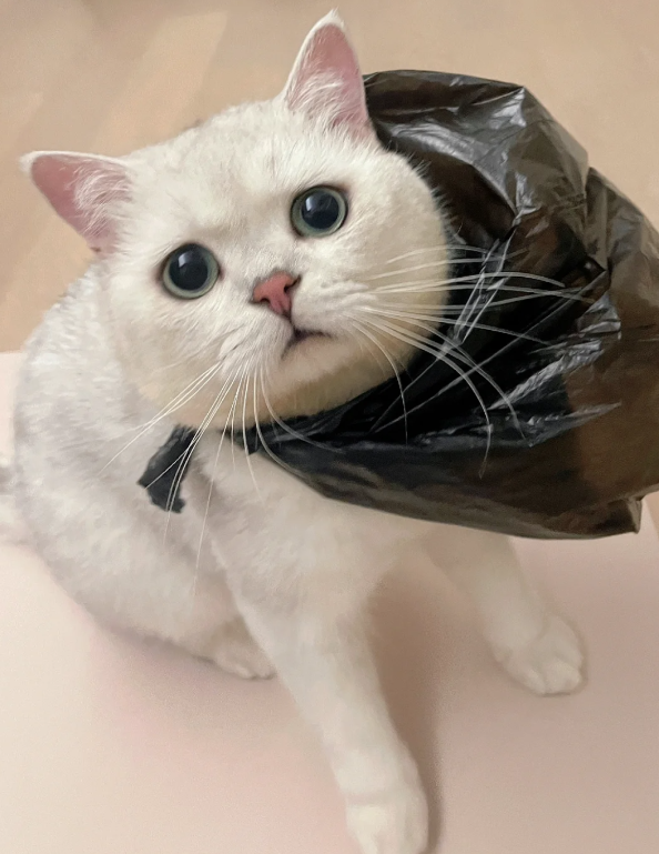 お母さん、ゴミ拾いしてきました🥺
