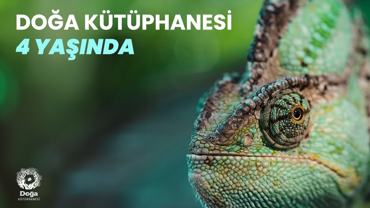 DogaDernegi's tweet photo. Doğa Kütüphanesi 4 yıl önce bugün kapılarını açtı.

Seferihisar Orhanlı Köyü’nde Doğa Okulu’nda yer alan kütüphane içeriğini; kuşlar, tehlikedeki türler, Önemli Doğa Alanları, Önemli Kuş Alanları ve Kadim Üretim Havzaları başta olmak üzere biyolojik çeşitliliğin korunması, doğa kültürü, doğa felsefesi, doğa okuryazarlığı ve doğa sanatları gibi konular oluşturuyor.

Siz de Doğa Kütüphanesi’ne https://t.co/fk05KOO0Vg adresinden katalog sayfasına ulaşabilir görmek istediğiniz yayınları yorumlarda belirtebilirsiniz.

#YaşamınDöngüsü #DoğaylaUyum #Doğanın20Yılı #DoğaKütüphanesi #DoğaOkulu #DoğaAşkına #Kütüphane