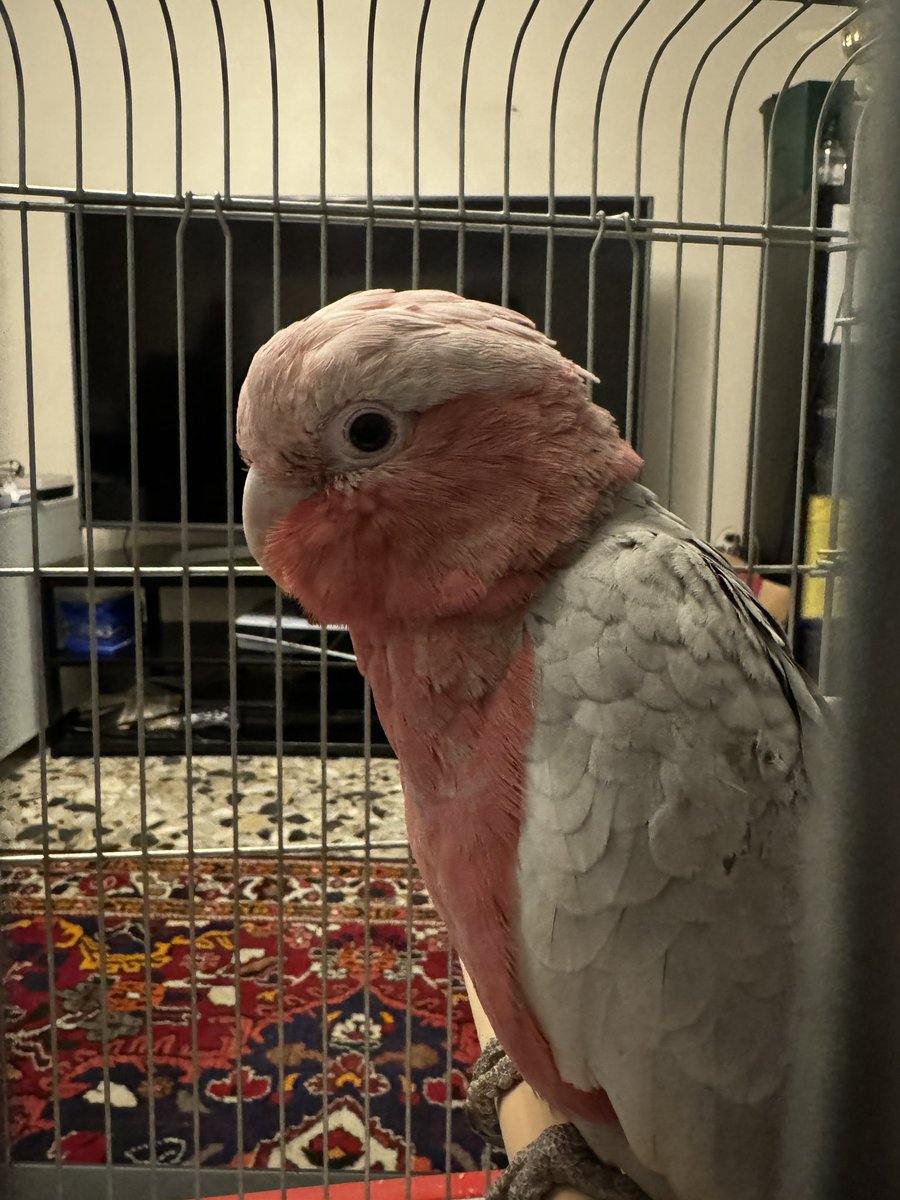 khaz3al's tweet image. #sukuna #galah