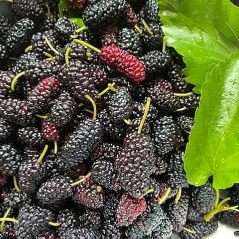 look at the leaves of the mulberry tree &amp; fruits 🍃🍒🫐