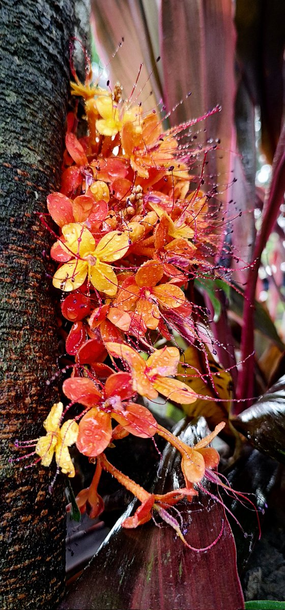 🌿Rear View🌿 tweet media