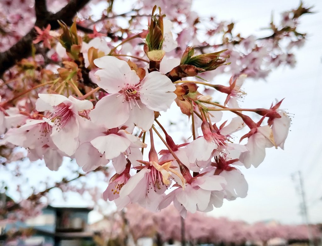 NEXT LÖWE ▶▷ 3/25(mon)12:00-22:00 3/25より営業再開いたします…！ ご心配ご迷惑お掛けして申し訳ございません きっと桜も満開の頃、 桜川のお花見ついでにいらしてください🌸