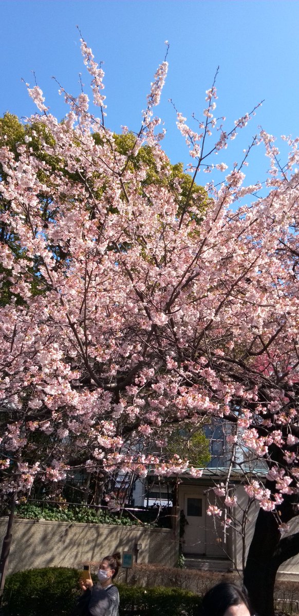 上野公園🎄⛲の桜🌸です(*^ω^)ﾉ😄