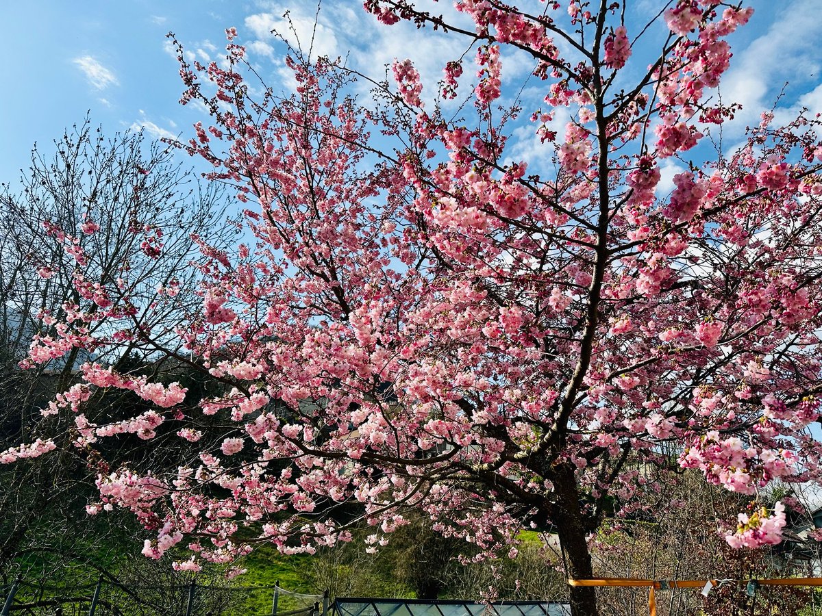 ERationnelle's tweet photo. Avoir un cerisier du japon, c'est prendre conscience de la beauté de la nature et que tout est éphémère. C'est également constater le réchauffement climatique qui avance la date de sa floraison. La preuve avec ce registre hallucinant des floraisons au japon depuis l'an 812. https://t.co/CKD82eMLWt