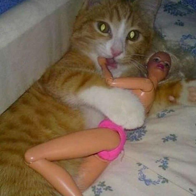 Punch Cat (@punchingcat) on Twitter photo 