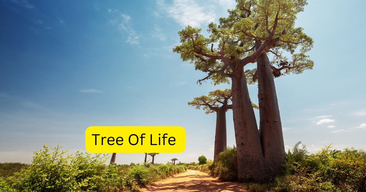 Discover the majestic #BaobabTrees of #Madagascar, known as the 'Tree of Life.' 
These iconic trees can store thousands of liters of water, sustaining life in the arid regions. 
Explore their beauty and significance in #MadagascarNature. #BaobabMagic #TravelInspiration