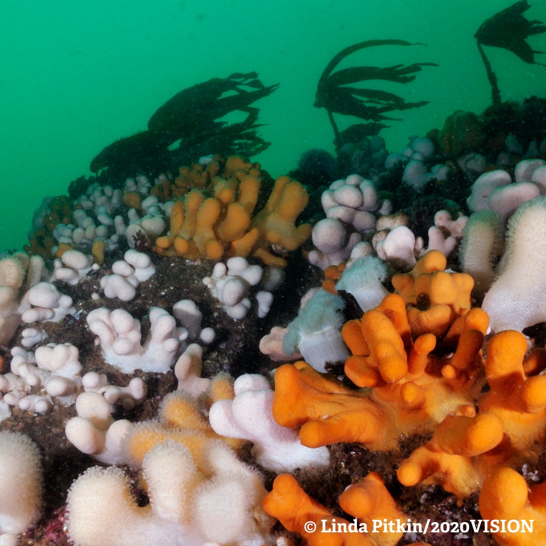 CBMWC's tweet photo. 📢Today is the 1st day of spring!! 🥳🏵️ #SpringEqinox 📅
This time of year is a hive of activity in the sea, just as on land 🌊 Some marine creatures are breeding 👶, seaweed species will begin to grow 🌿 & dead man’s fingers coral will be shedding it's outer "skin" 🤩
@WTSWW https://t.co/B6PNesjEL6