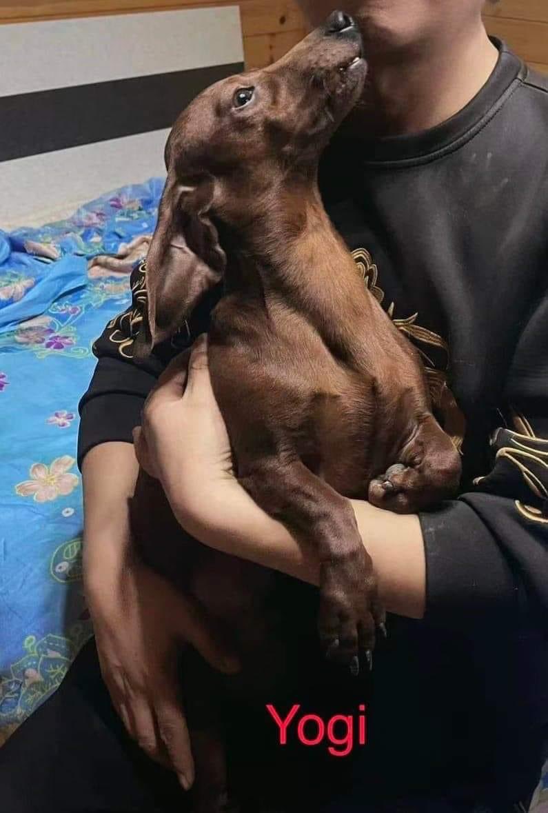 🐾Flight Fund Friday Appeal🐾 

We have 4 pups due to fly on the 3rd April. Opal &amp; Vinnie are set but we are £1352 short of covering the flights for Yogi and Zak.

It would be absolutely amazing if we could all come together and donate just £2 to PayPal DMTDachshund@gmail.com 🙏🏼