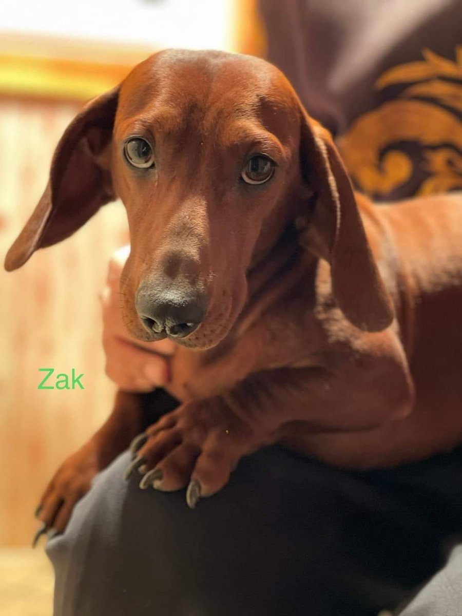 Dog Meat Trade Dachshund Rescue & Support Group tweet media