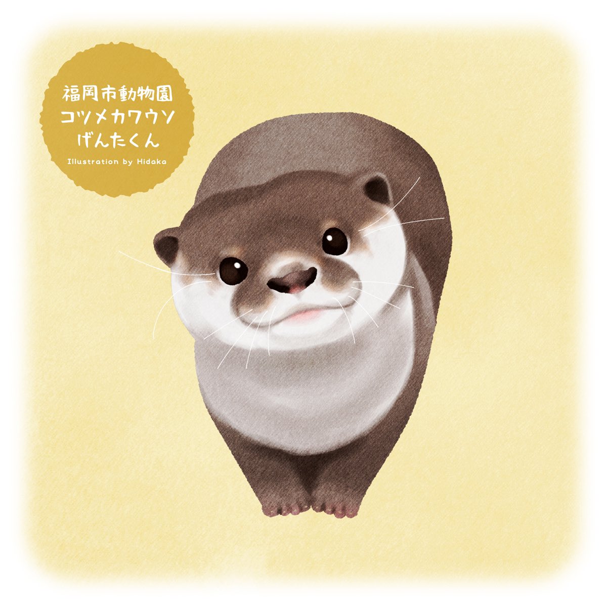 hidakalche_d's tweet photo. まるちゃんさん(@maru_448_g)の推しウソ、福岡市動物園のげんたくん！優しい顔立ちと、ピンクの鼻・口・手を意識して描きました✨
※ポーズはアレンジしています
※リクエストされた方に限り、各種アイコン等に使用可能です(使わなくても大丈夫です)
#推しウソ企画 #カワウソ #otter https://t.co/iNEsq2peta