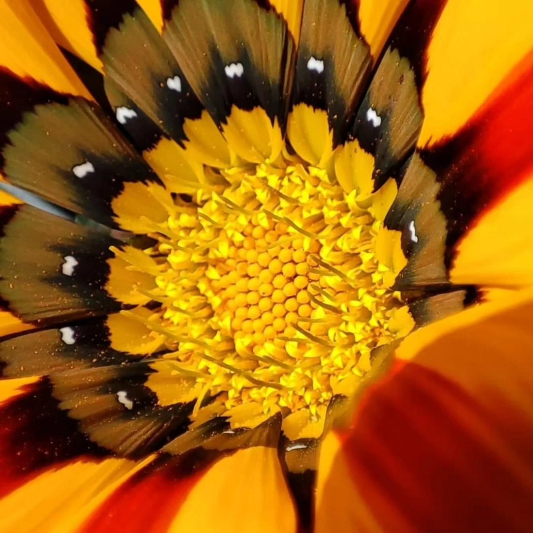 SergioCon34's tweet photo. Los pequeños detalles son los que más valen 🤍 
#Gazania 
#MiniCorazones
 Feliz Viernes !! https://t.co/Wm4ds6Pxkx