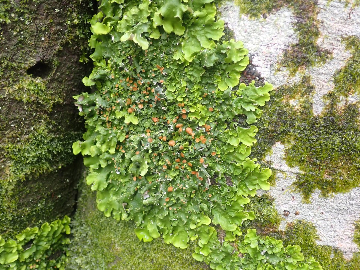 graemelyons's tweet image. #speciesaday no. 218 is Ricasolia laetevirens (was Lobaria virens). WOW! I was not expecting this to trump Lobaria pulmonaria but it really did. A gorgeous, large leafy lichen that I was shown in the New Forest a couple  of days ago. One patch was the size of a person.