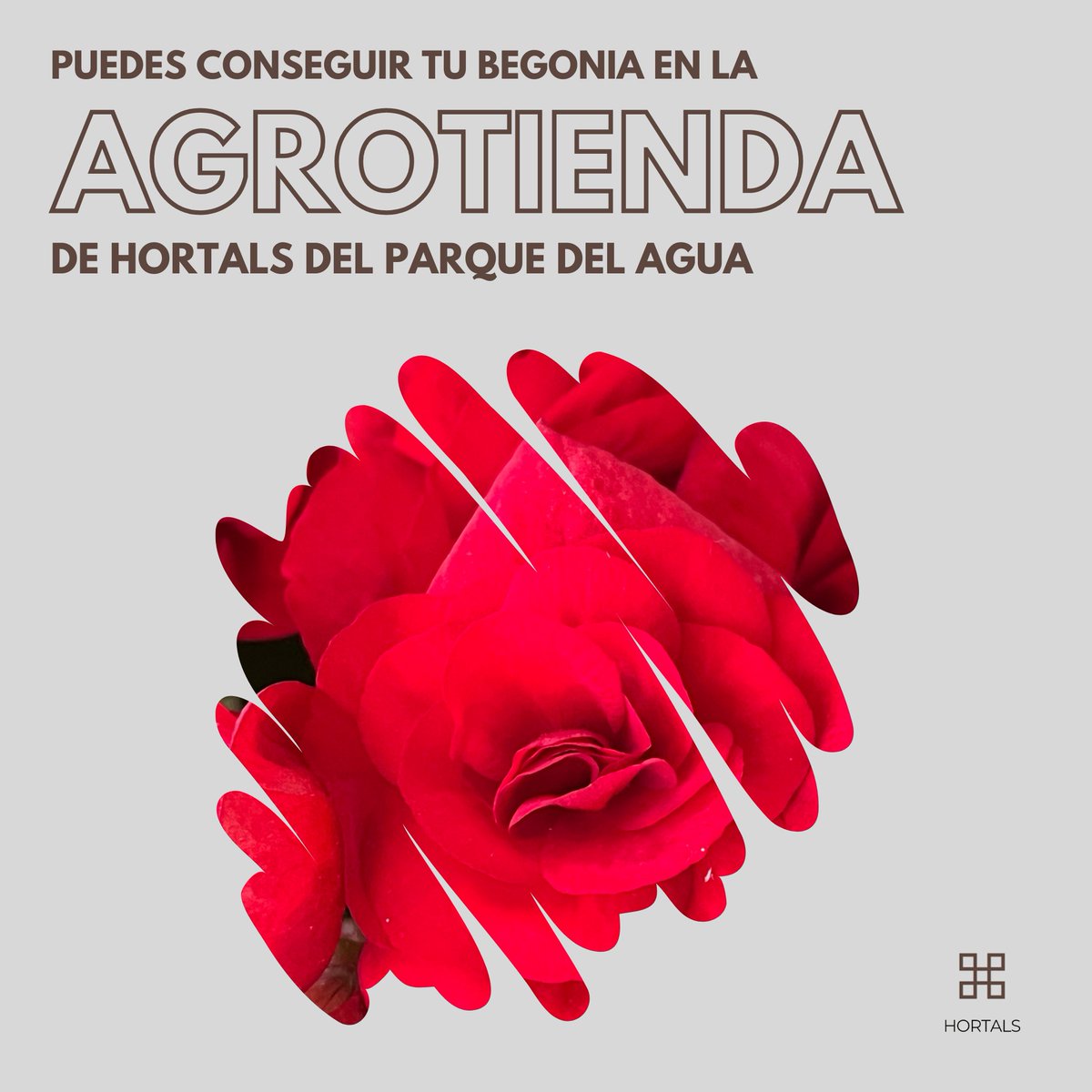 hortals's tweet photo. Hoy os traemos todos los cuidados imprescindibles para que sigan tan hermosas cuando las llevéis a casa.

⬇️ ¡Descúbrelos! 😍 https://t.co/4KeiUxOzUz