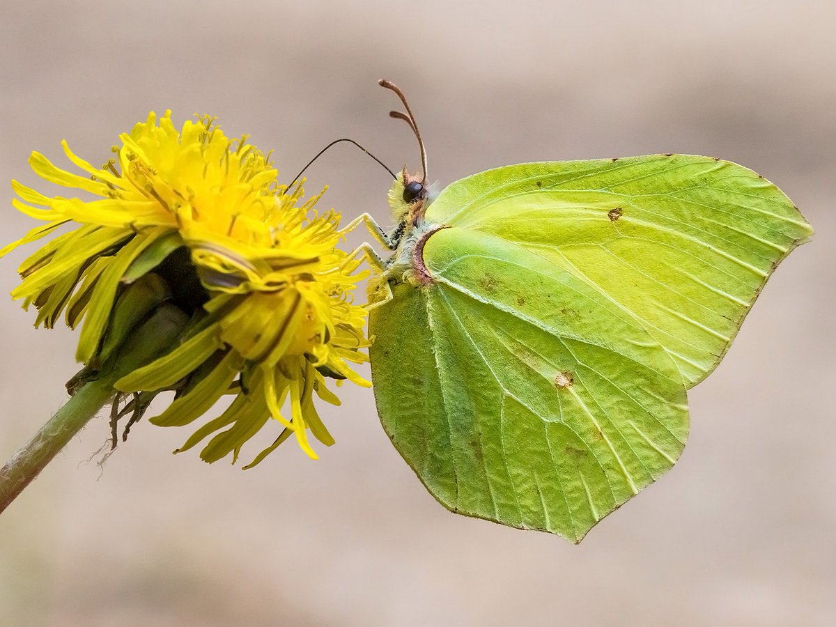 Jobs for March in your #WildSpace 📅 🌱 This month, the Secret Gardener shares some of the best early nectar plants to include in your Wild Space to give butterflies and moths a much-needed energy boost. Read on 👉 wild-spaces.co.uk/jobs-for-march… 📷: Tamás Nestor
