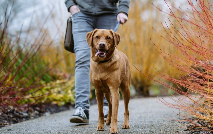Walkies is back tomorrow 16 March at RHS Bridgewater, and more tickets have just been added! Book via our website🐾 Join us for a pawsome chance to explore, 4-6pm (last entry to the garden 5pm) 🐶 #Walkies #BridgewaterWalkies #RHSBridgewater #DogWalks #Salford