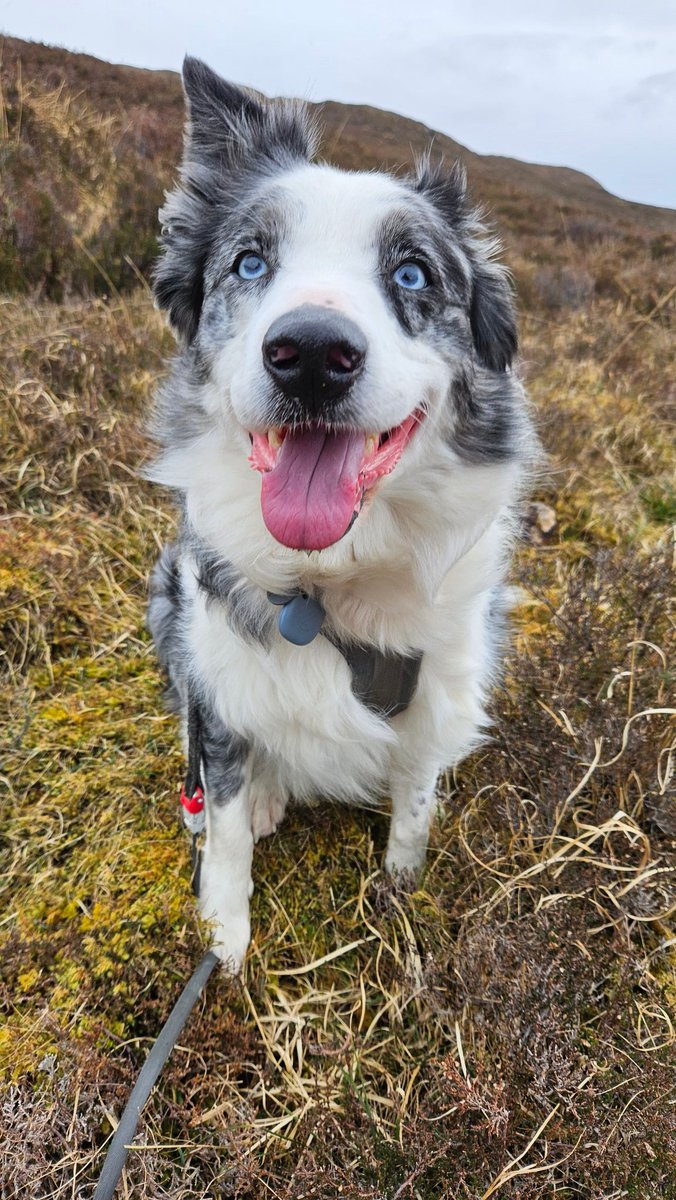 Ripley_Collie 🏴󠁧󠁢󠁳󠁣󠁴󠁿🐾🐶 tweet media