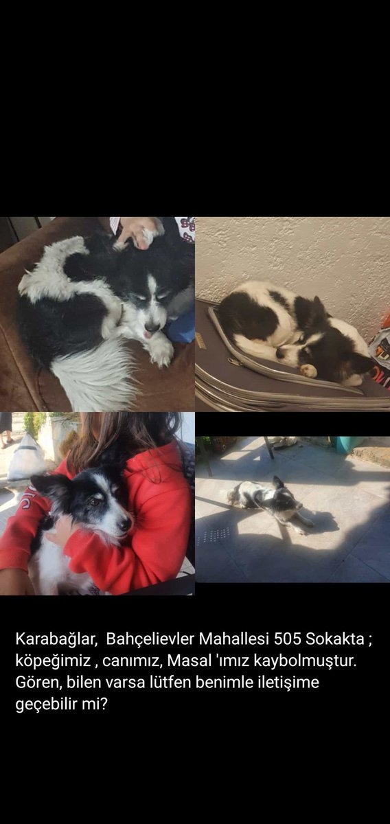 oyadogan2's tweet photo. İzmir Karabaglar Bahçelievler mahallesi 505 sokak , köpeğimiz, canımız , Masal'ımız kaybolmuştur. Gören, bilen olursa bana ulaşabilir misiniz? https://t.co/BSGECqu7Qq